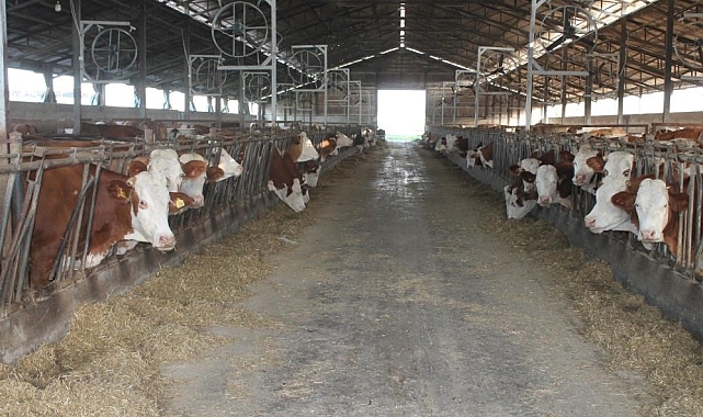 Erzincan'da buzağı desteği için başvurular başlıyor