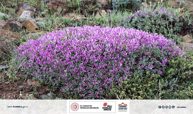 Erzurum'da 15 ürün coğrafi işaret için bekliyor