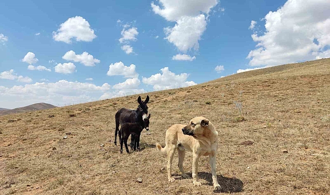 Erzurum'da 'Kral' bu kez sürünün eşeğine sahip çıktı