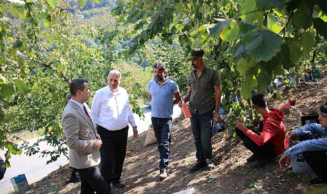 Fındık hasadı yapan işçilerle tarlada sohbet ettiler