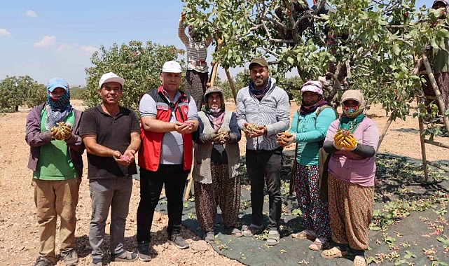 Gaziantep’te baklavalık boz Antep fıstığı hasadı başladı