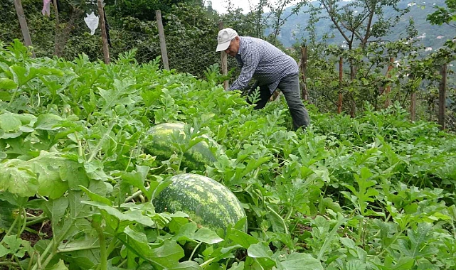 Giresun’da fındık üreticisi Adana karpuzu yetiştiriciliğine başladı