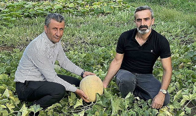 Hakkari Yüksekova'da yetiştirilen kavunlar büyüklüğüyle dikkat çekiyor