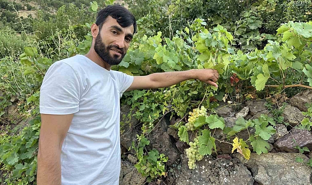 Hakkari Yüksekova'nın yerli üzümünün bereketi yüz güldürüyor
