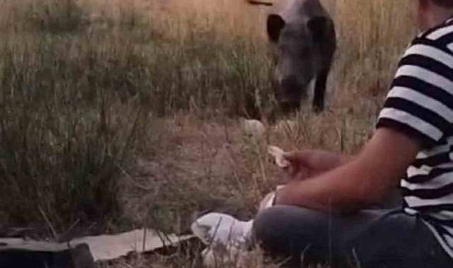 Hakkari'de Domuz Piknikçilere Misafir Oldu