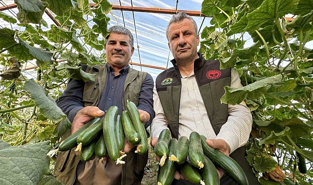 Hakkari'nin Yüksekova ilçesinde seracılık gelişiyor