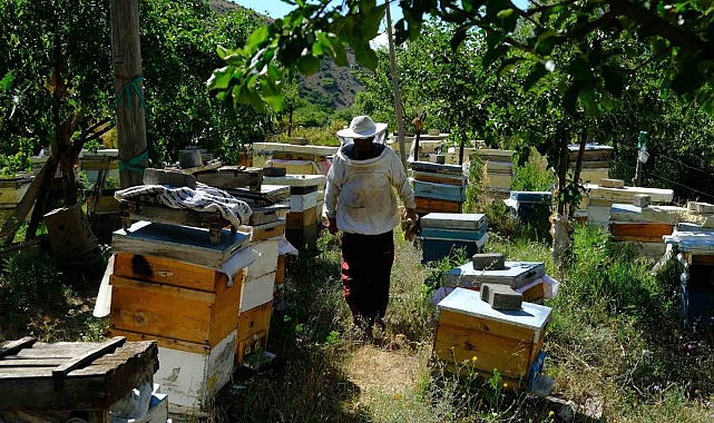 Hasat zamanı arıcılıkta