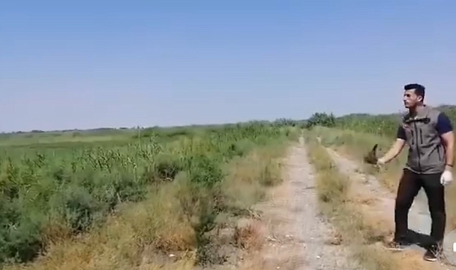 Iğdır'da yaralı halde bulunan kerkenez kuşu koruma altına alındı