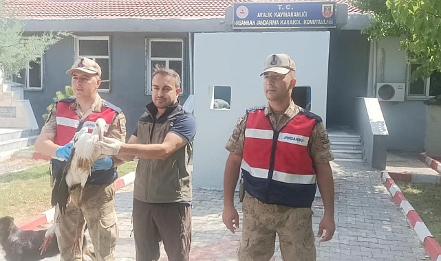 Iğdır'ın Aralık ilçesinde bulunan leylek koruma altına alındı