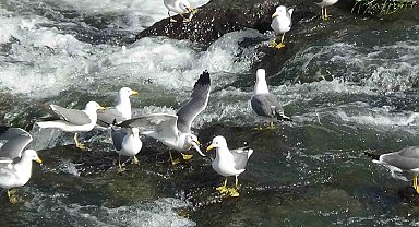 İnci kefalinin göçü uzayınca martı ölümleri yaşanmadı