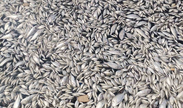 İzmir Körfezi’nde felaketin boyutu artıyor: Her yer ölü balık