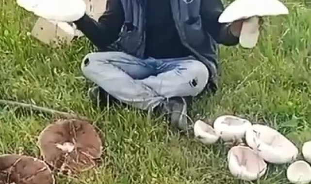 Kars'ta dev mantarlar ilgi odağı oldu