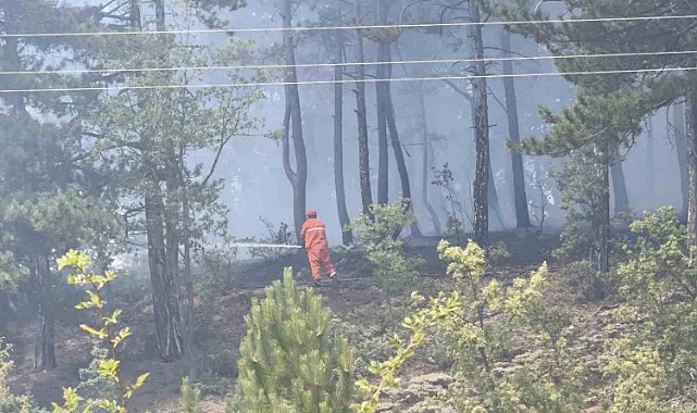 Kastamonu’da orman yangını