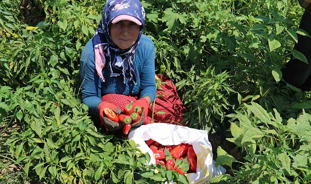 Kavurucu sıcakta acı hasat, ellerini yüzlerine süremiyorlar