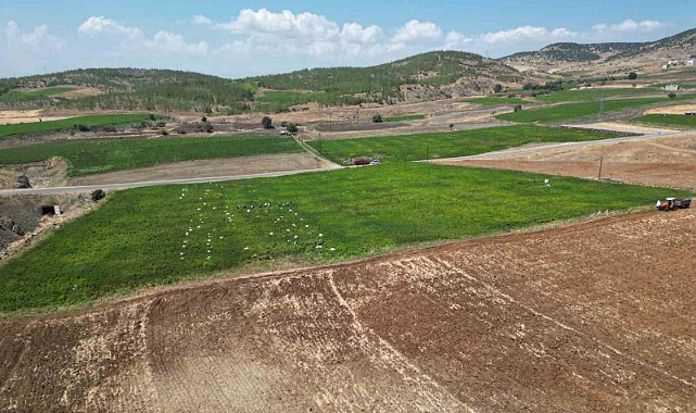 Kilis’te en acı hasat başladı