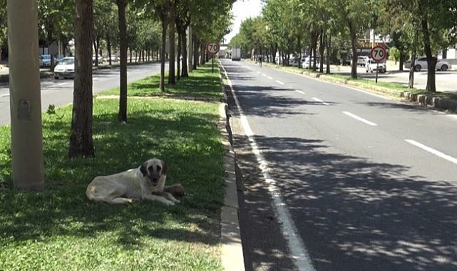 Köpek saldırısını gören tanıklar o anları anlattı
