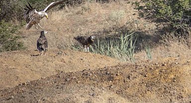 Küçük akbaba görüntülendi Bingöl'de
