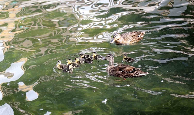Kuğulu Park ailesi büyüdü