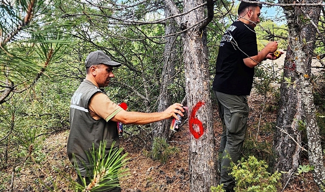 Kütahya’da hava kirliliği etkilerinin değerlendirilmesi için ormanlar gözlemleniyor