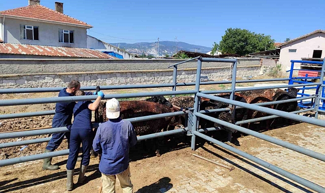 Kütahya’ya Uruguay ve Brezilya’dan getirilen besilik sığırlar kontrol edildi