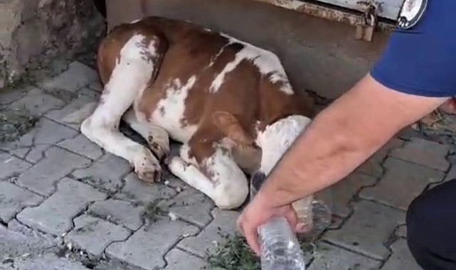 Minik buzağıya polisten şefkat eli