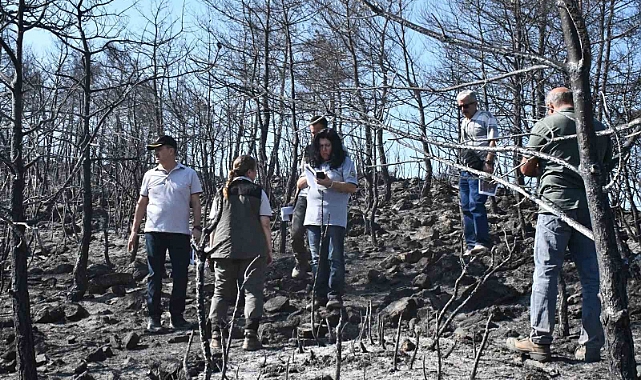 Muğla’da yanan orman alanlarında yeşillendirme çalışmaları başladı