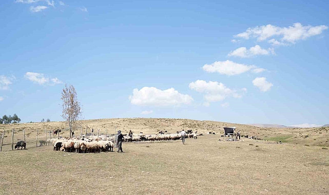Muş Kadınları Yaylada Hayat Mücadelesi Veriyor
