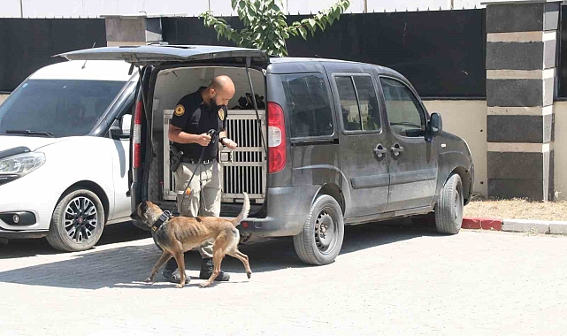 Narkotik köpeği Gill ilk görevinde uyuşturucuya geçit vermedi
