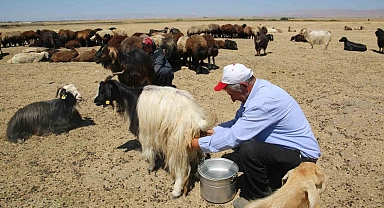 O ilde erkekler sağım yapıyor