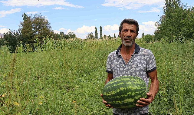 Oltu'da yerli üretim karpuz ilgi görüyor