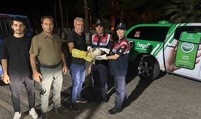 Orman yangınında yaralanan leylek emin ellerde