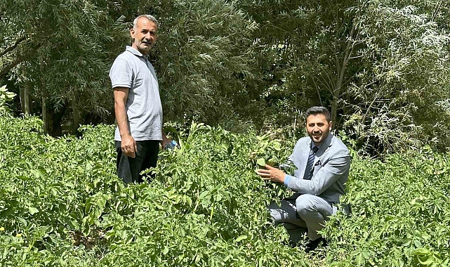Patateste üretiminde iyi verim bekleniyor Yüksekovalı çiftciler