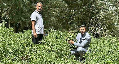 Patateste üretiminde iyi verim bekleniyor Yüksekovalı çiftciler