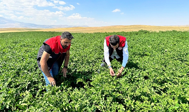 Patnos’ta 600 dekar alanda sertifikalı patates tohumu üretimi yapıldı