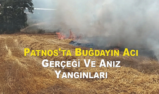 Patnos'ta Buğdayın Acı Gerçeği