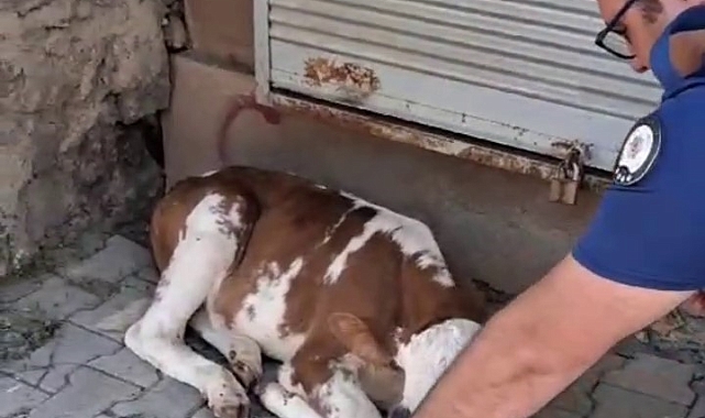 Polisten şefkat eli buzağıya