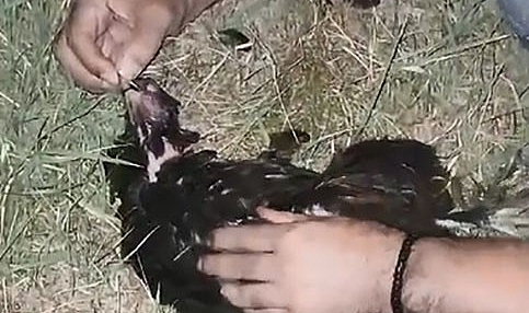 Sansarın saldırdığı tavuğa suni teneffüs yaptı