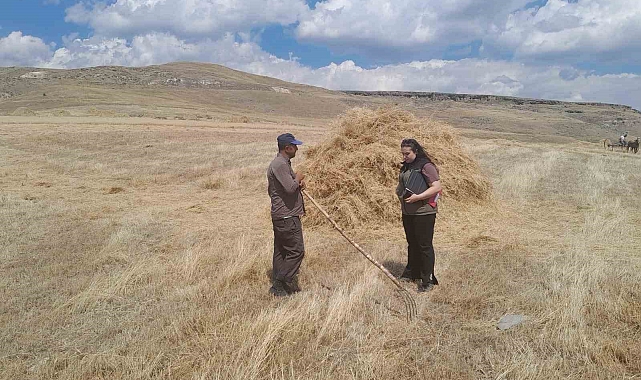 Sarıkamış'ta hasat vakti, Çiftçiler ektiklerini topluyor
