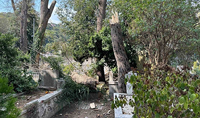 Sarıyer’de çürüyen ağaç gövdesinden koparak mezarlığa devrildi