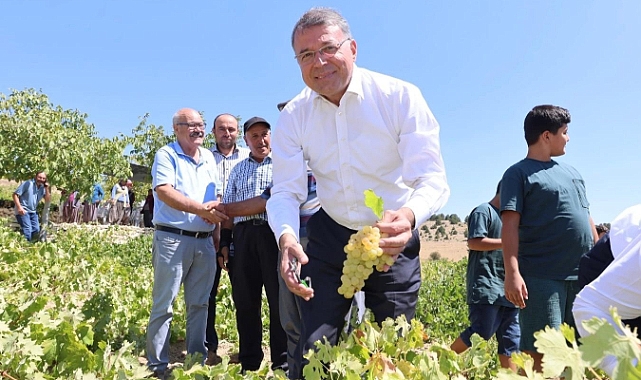 Silifke’de sofralık üzüm hasadı başladı