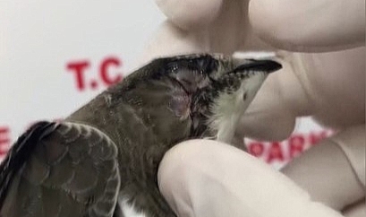 Sinop’ta ebabil kuşu yeniden kanat çırptı