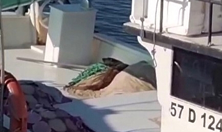 Sinop’ta nesli tükenmekte olan su samuru görüntülendi