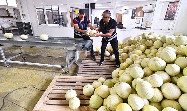 Tarlada kalan 300 ton kavun vatandaşa dağıtıldı