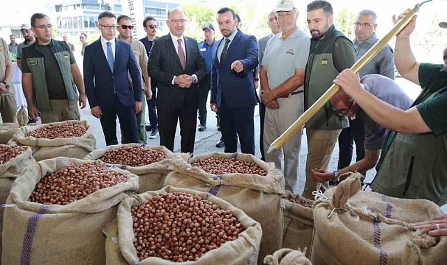 TMO Giresun’da ilk fındığı 135,96 liradan aldı