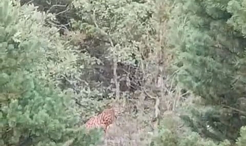 Tokat’ta bir vatandaş gördüğü vaşakı kışkışladı