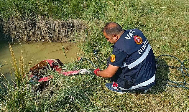 Van'da inek kurtarma operasyonu