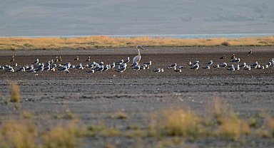 Van'da görüldü Ak Pelikan 40 yıl sonra