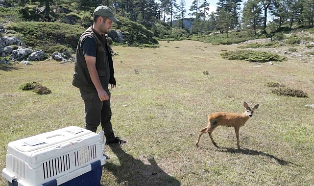 Vatandaşların yaralı halde bulduğu karaca yeniden doğaya salındı