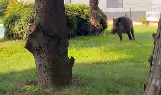 Villaya kaçak giren domuz havuza böyle düştü