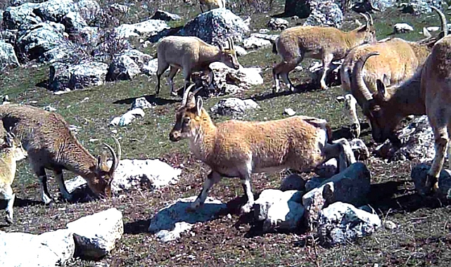 Yaban keçisi sürüsü fotokapanla görüntülendi